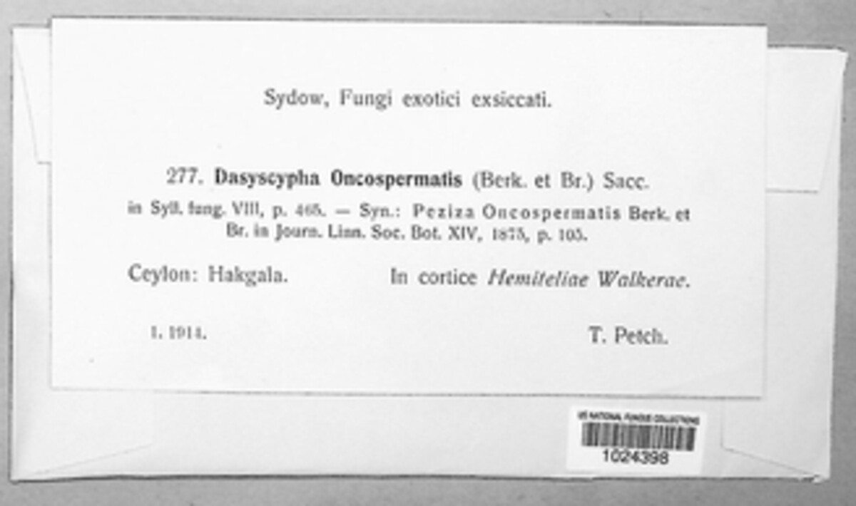 Lachnum oncospermatum image